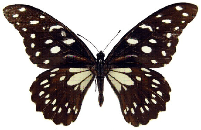 Brodeckov izvještaj 5