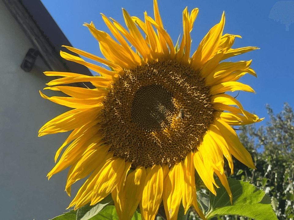 Crtež bez naslova (4).png