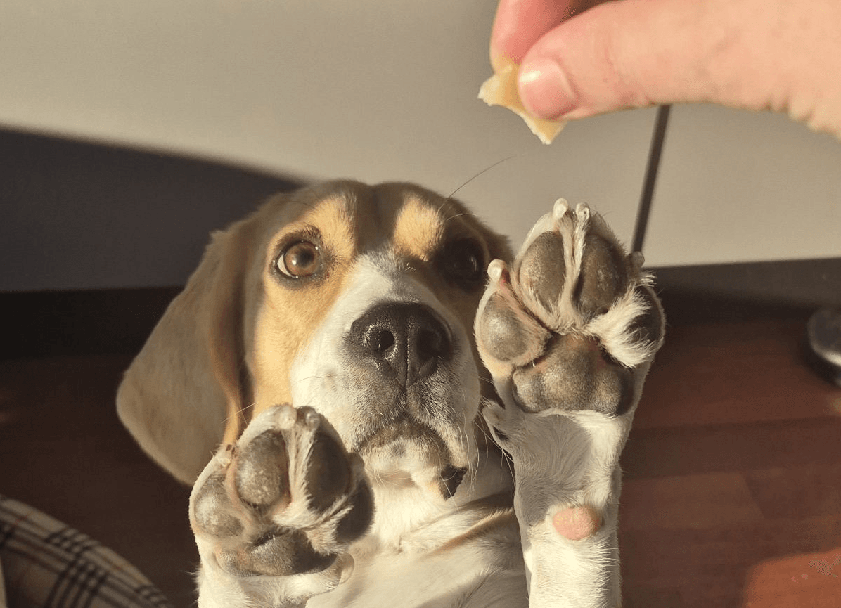 Poslastice za kućne ljubimce.JPG